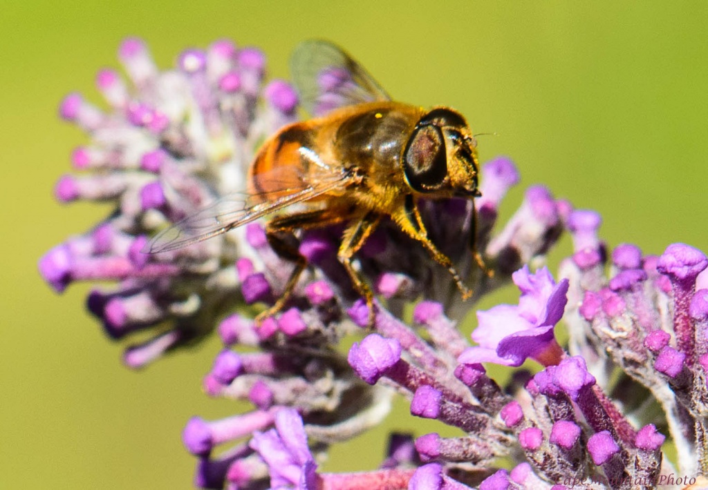 Slurping Bee by jgpittenger