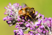 28th Jul 2012 - Slurping Bee
