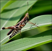28th Jul 2012 - Admirable Grasshopper