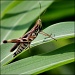 Admirable Grasshopper by cjwhite