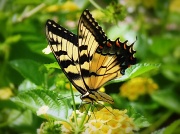 28th Jul 2012 - Butterfly