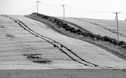 26th Jul 2012 - Wheat Fields 2