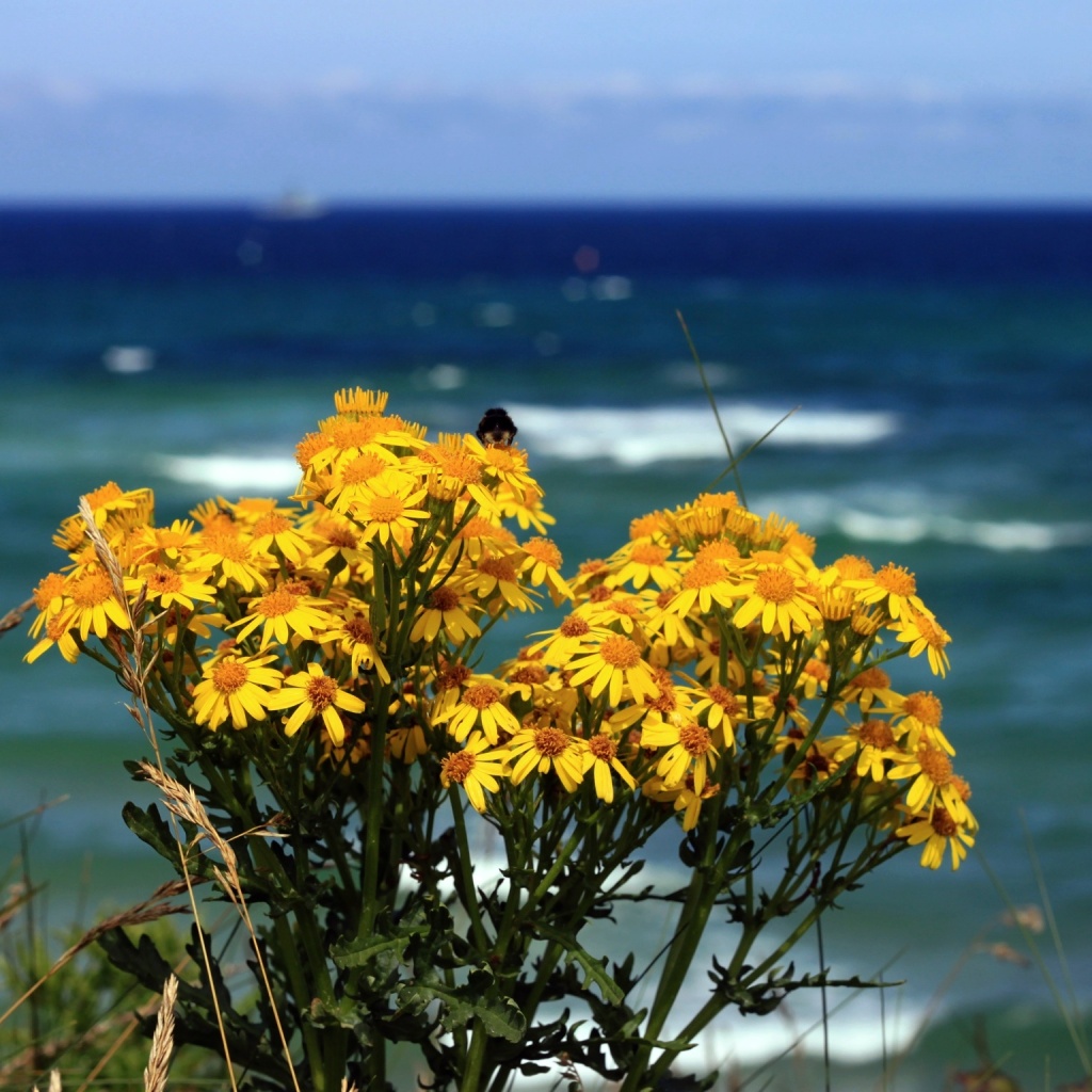 Flowers of Cornwall #3 by rich57