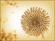29th Jul 2012 - Fibonacci's Dream
