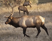 25th Jul 2012 - Elk bull at Estes Park, Colorado
