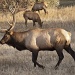 Elk bull at Estes Park, Colorado by ggshearron