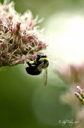 28th Jul 2012 - Bumble Bee