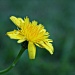 dandelion by corymbia