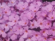 26th Jul 2012 - Lilac