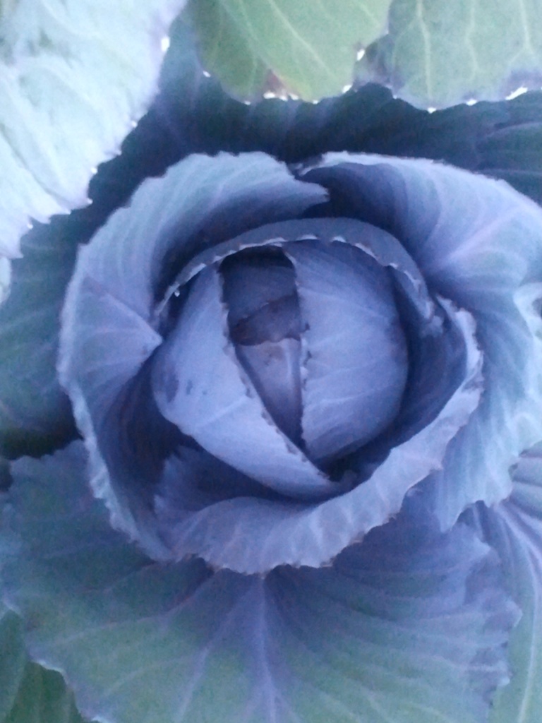 My 1st Cabbage by clairecrossley