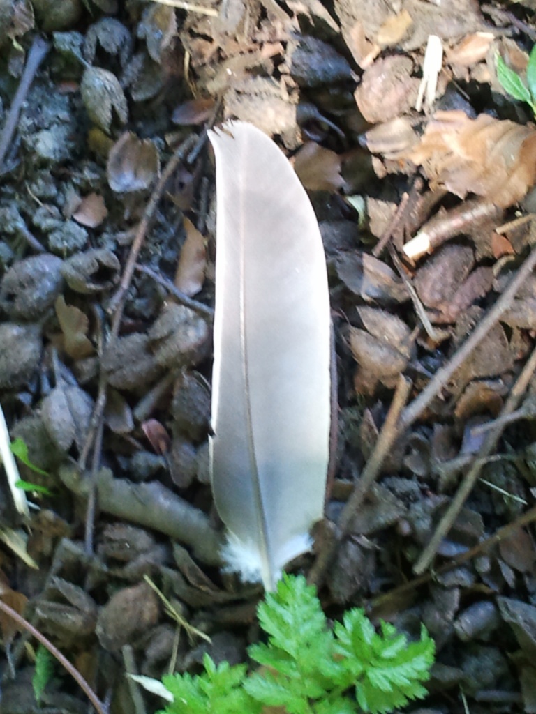 Feather in the woods by clairecrossley