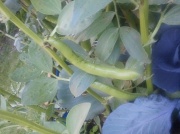 25th Jul 2012 - Broad Beans