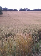 27th Jul 2012 - Wheat Field