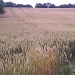 Wheat Field by clairecrossley