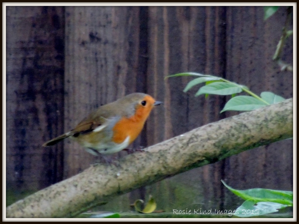 Robin on the tree by rosiekind