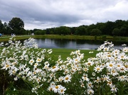 18th Jul 2012 - Daisy Lake floriade