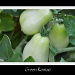 Fried Green Tomatoes by stownsend