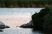 20th Jul 2012 - Summer Pond