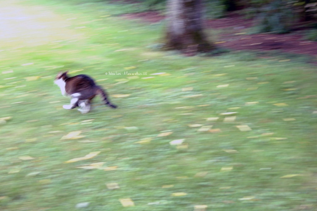 Just for fun: The cat who runs too fast to be photographed #2 by parisouailleurs