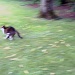 Just for fun: The cat who runs too fast to be photographed #2 by parisouailleurs