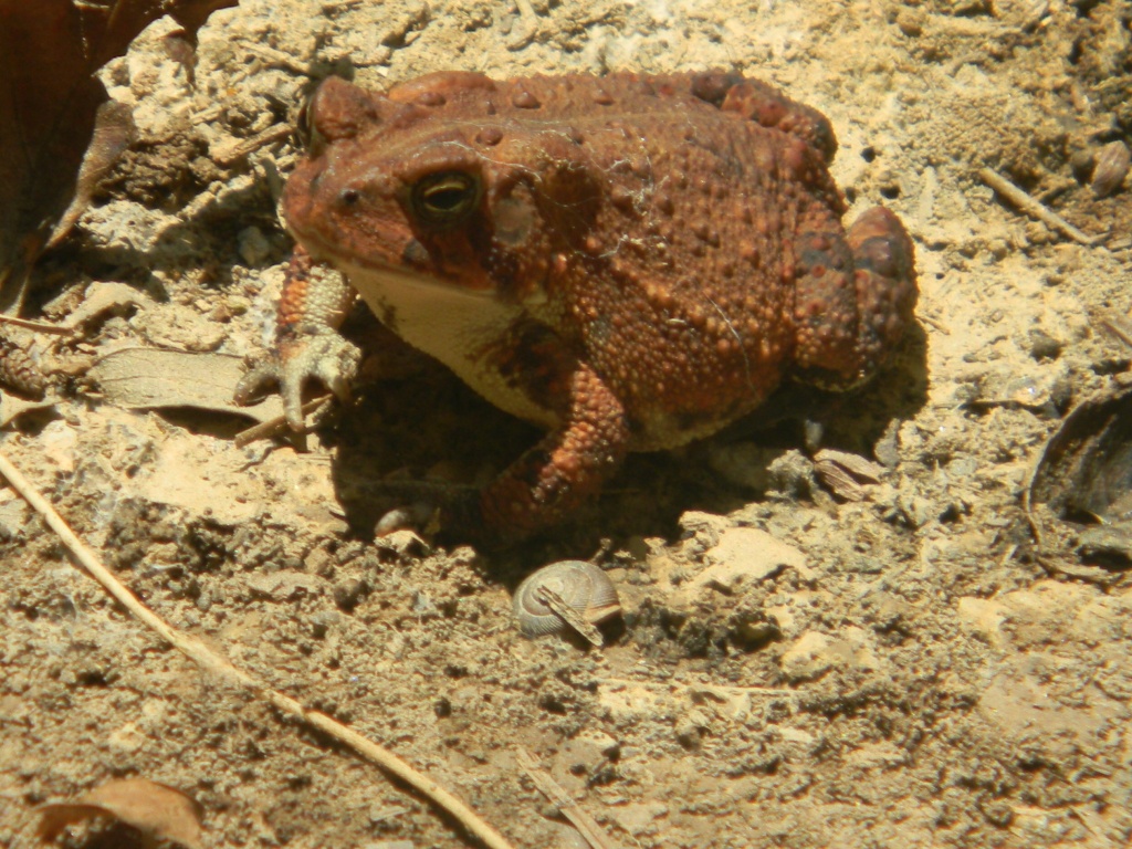 Copper Toad 7.29.12 002 by sfeldphotos