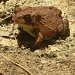 Copper Toad 7.29.12 002 by sfeldphotos