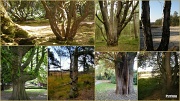 29th Jul 2012 - Tree trunks 