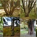 Tree trunks  by pyrrhula