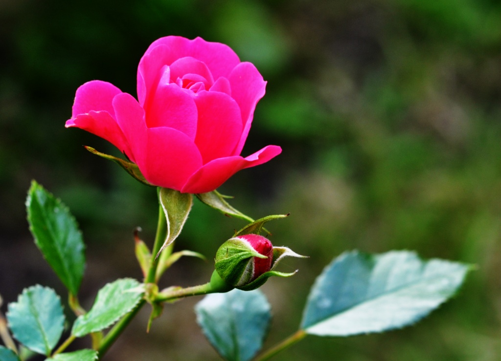 Rose & Bud by andycoleborn
