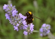29th Jul 2012 - Bee at Work