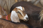 29th Jul 2012 - Goat Between 2 Ponies