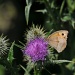 Meadow Brown on thistle by seanoneill