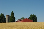 29th Jul 2012 - Almost Harvest