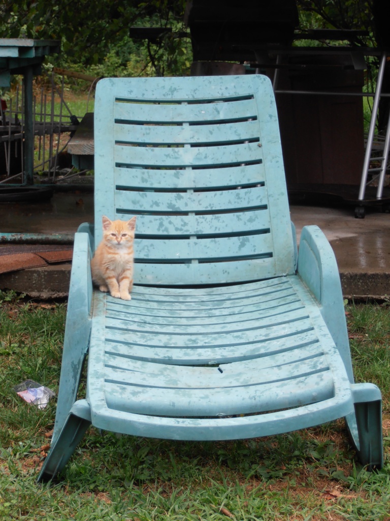 Little Kitty on a Big Chair by julie