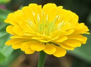 25th Jul 2012 - Yellow Flower