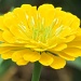 Yellow Flower by juletee