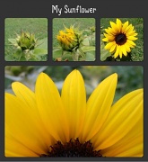 30th Jul 2012 - My sunflower