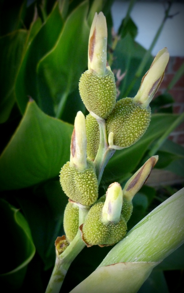 Canna Pods by calm