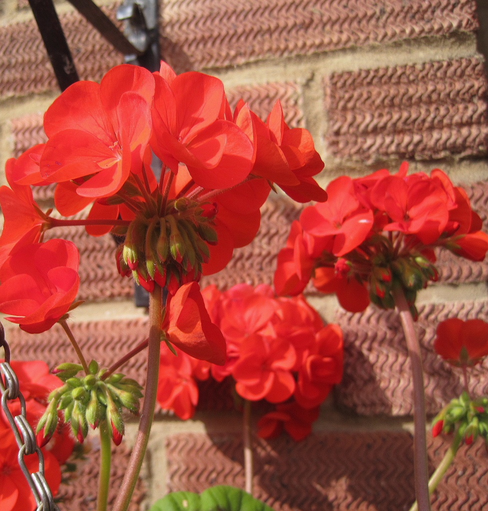 hanging basket  by quietpurplehaze