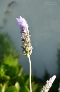 30th Jul 2012 - Lavender