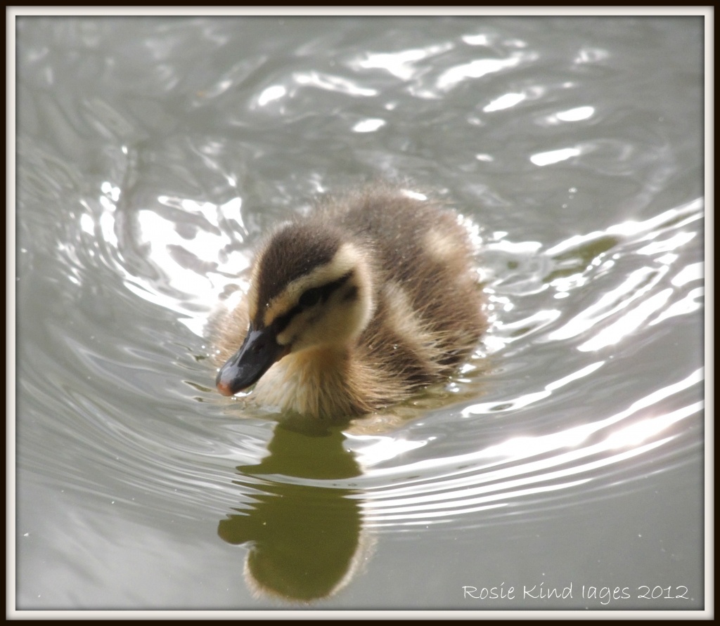 Little Duck by rosiekind