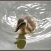 Little Duck by rosiekind