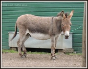 30th Jul 2012 - Donkey