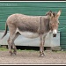 Donkey by rosiekind