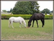 30th Jul 2012 - Black and white horses