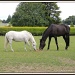 Black and white horses by rosiekind