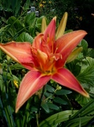 30th Jul 2012 - Day Lily  