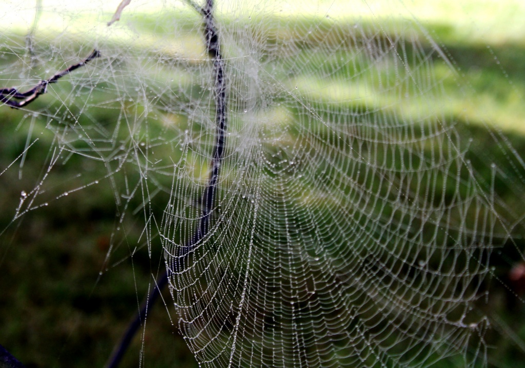 Intricate web by mittens