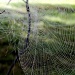 Intricate web by mittens