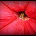 Red Hot Petunia by judithdeacon